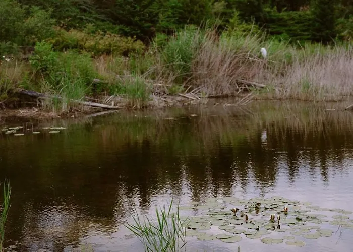 Zielona Parcela * Pisz